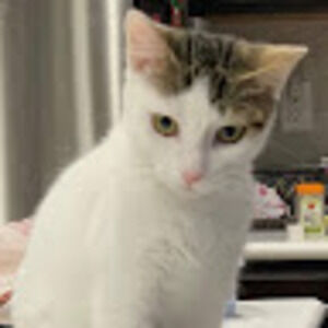 Meet your Posher, Geetika